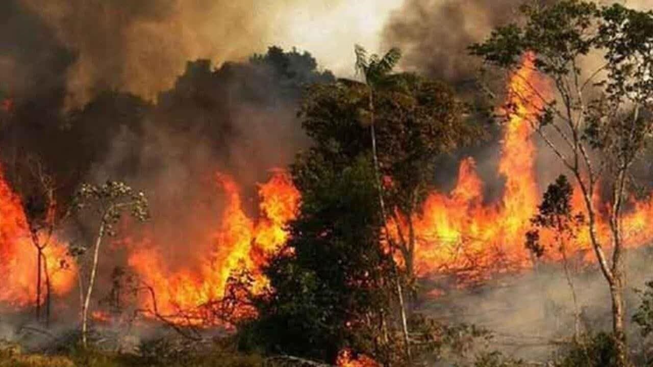 ۳۲ هکتار از جنگل های باشت امسال در آتش سوخت