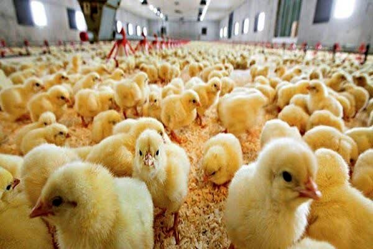 رشد ۱۲۰ درصدی جوجه‌ریزی مرغ و کسب رتبه دوم کشور