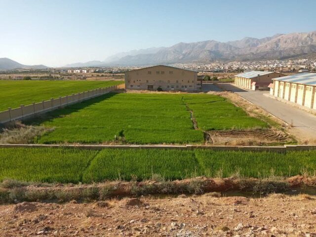 واکنش مدیرکل ورزش و جوانان استان به خبر برنجکاری در مجتمع ورزشی «علی آباد» یاسوج