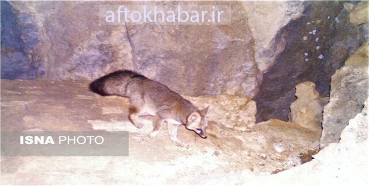 شناسایی گونه کمیاب «شاه روباه» در کهگیلویه و بویراحمد