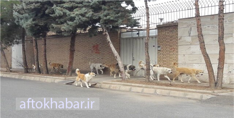شهرداری یاسوج و آمار عجیب ۷۰۰ سگ ولگرد 