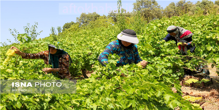 برداشت انگور در روستای «بیاره» سی‌سخت/ تصاویر