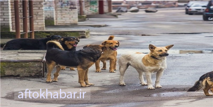 پدیده ای  به نام "سگ‌های ولگرد" در کهگیلویه و بویراحمد