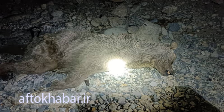 کشف لاشه یک قلاده خرس قهوه‌ای در ارتفاعات کوه‌های مناطق آزاد چرام + تصاویر