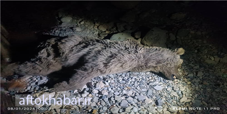 کشف لاشه یک قلاده خرس قهوه‌ای در ارتفاعات کوههای مناطق آزاد شهرستان چرام