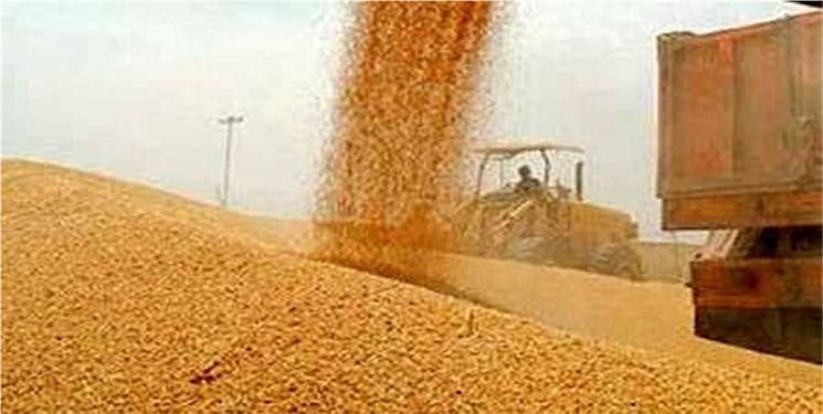 خرید ۳۷ هزار تن گندم از کشاورزان بصورت تضمیمی