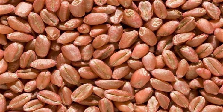 توزیع بیش از پنج هزار و ۶۰۰ تن بذر گندم در استان