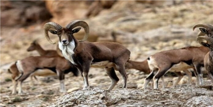 آغاز سرشماری حیات وحش مناطق گرمسیری کهگیلویه و بویراحمد