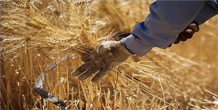 هفته آینده خرید گندم شروع می شود/ قیمت هر کیلو گندم ۱۷ هزار و پانصد تومان