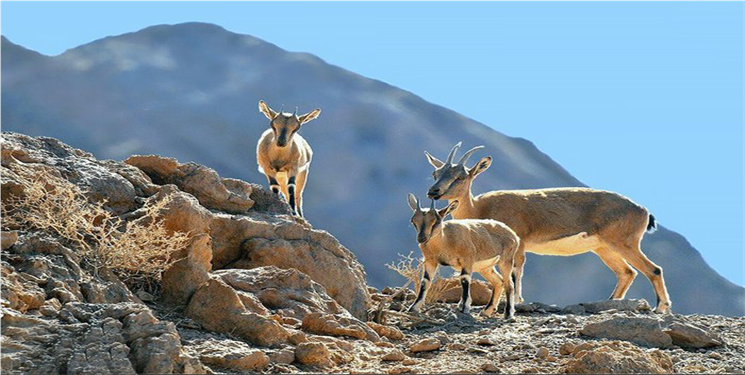  انتشار اسناد جعلی خبرگزاری مهر و گل به خودی های استاندار و مسئولان کهگیلویه و بویراحمد