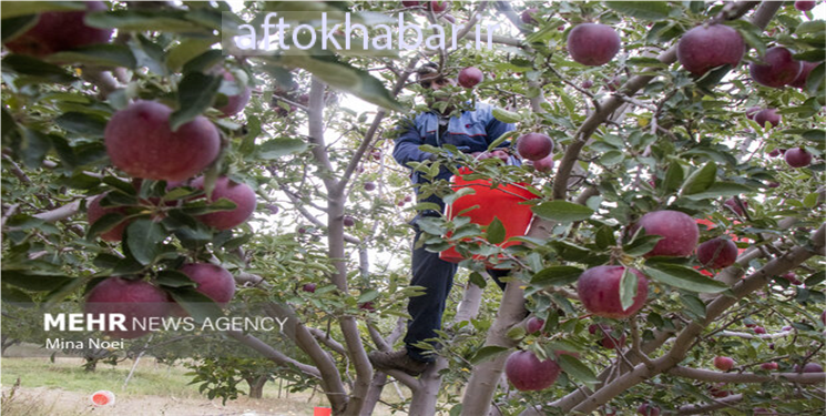 مدیرکل تعاون روستایی کهگیلویه و بویراحمد گفت: سالانه ۴۵ هزار تن سیب از باغات شهرستان دنا برداشت می‌شود.