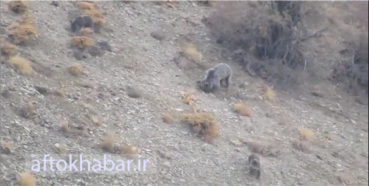 خرس قهوه‌ای در دنا مشاهده شد+ فیلم