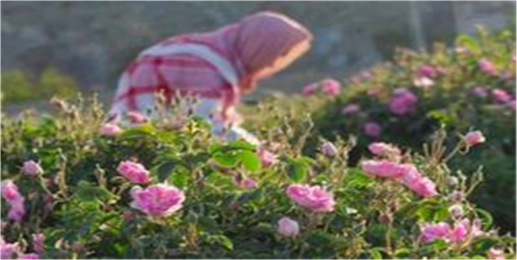 گل محمدی؛ میراث ایرانی که به نام دیگران ثبت شد