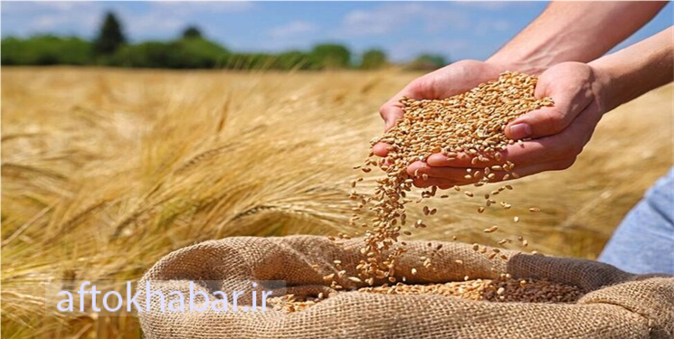 هفت هزار تن بذر اصلاح‌شده برای کشت پاییزه در کهگیلویه و بویراحمد تامین شد