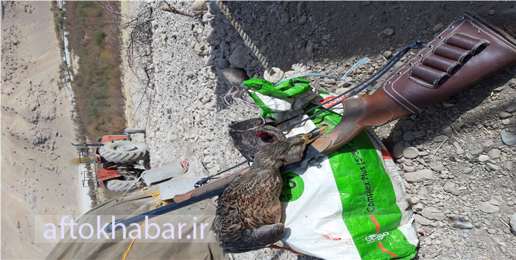کشف لاشه "کَل" و ۵ گونه پرنده از منزل شکارچی "پادنا"