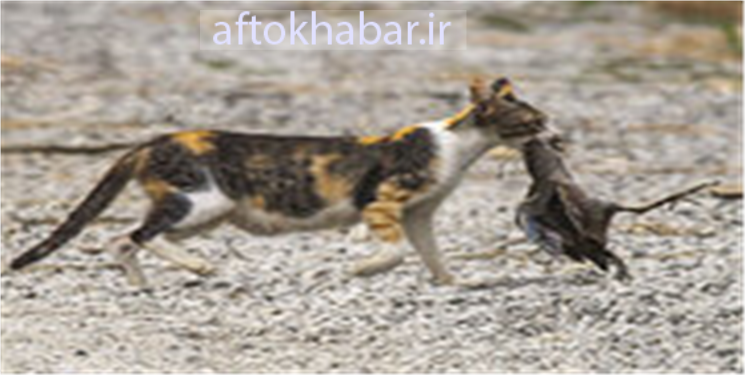  شکار حرفه ای پرنده در حال پرواز توسط گربه