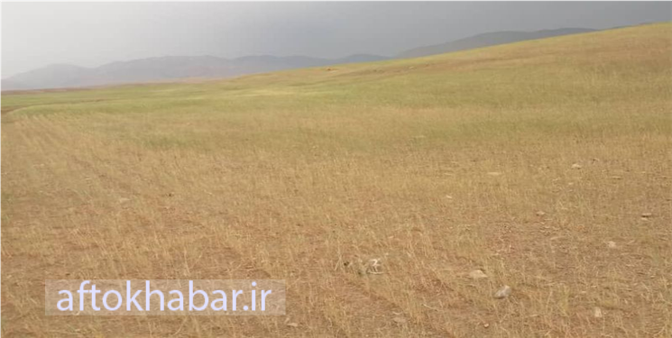 کاهش بارندگی و آسیب جدی به مزارع کهگیلویه و بویراحمد