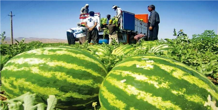 مردم آزاری با هندوانه‌های شیرین