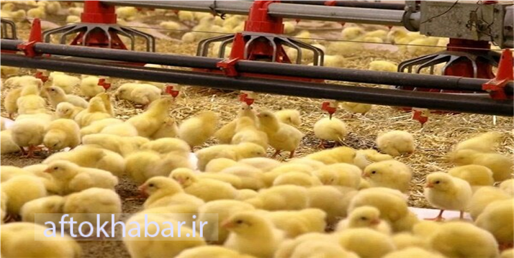 شکستن رکورد جوجه‌ریزی در کهگیلویه و بویراحمد