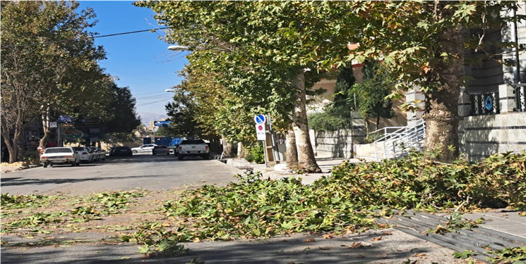 وقتی شهرداری یاسوج ریشه درختان را میزند!/ تصاویر